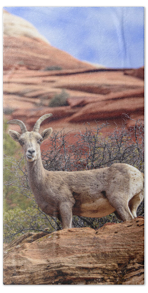 Big Horn Sheep In Zion National Park Hand Towel