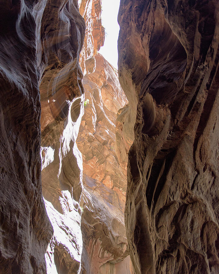 Sunlit Canyon Walls in The Narrows Photograph by Brandon Wichmann