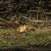Peaceful Fox In Sunlit Meadow Art Print