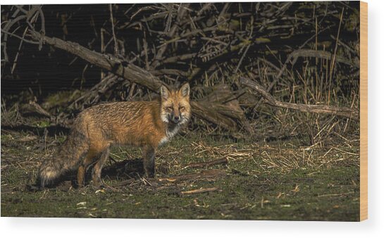 Fox In Sunlit Forest Clearing Wood Print
