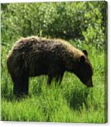 Solitary Bear In Grand Teton National Park Canvas Print