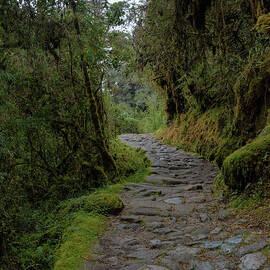 Moss-Covered Path Through Lush Forest on the Inca Trail