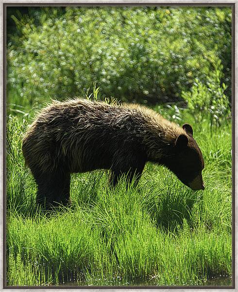 Solitary Bear In Grand Teton National Park Framed Print