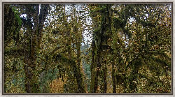 Moss-Covered Forest Trees Framed Print