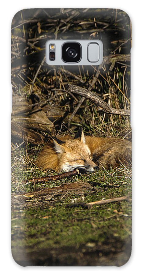 Peaceful Fox In Sunlit Meadow Galaxy Case