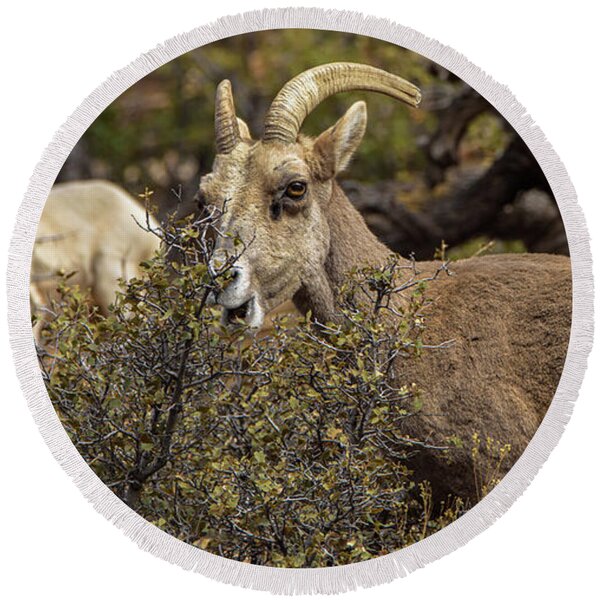 Mountain Goats in Natural Habitat Round Beach Towel