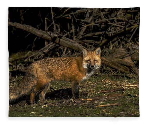 Fox In Sunlit Forest Clearing Fleece Blanket