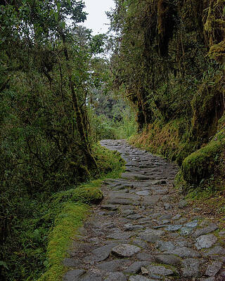 Nature Wall Art featuring the photograph Moss-Covered Path Through Lush Forest On The Inca Trail by Brandon Wichmann