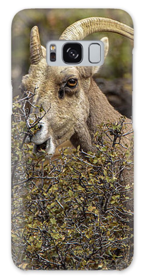 Mountain Goats in Natural Habitat Galaxy Case