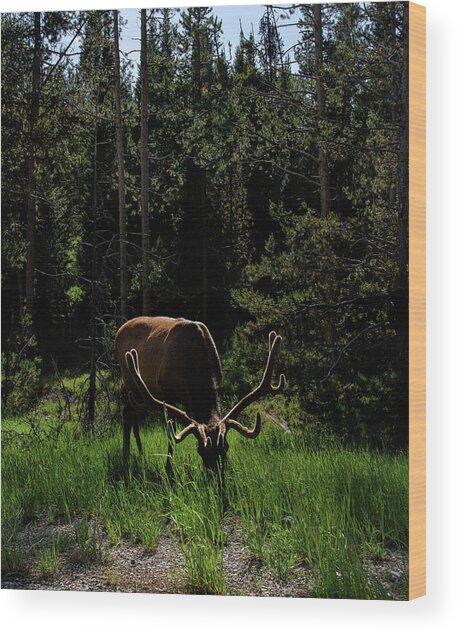 Elk Grazing In A Sunlit Forest In Grand Teton National Park Wood Print