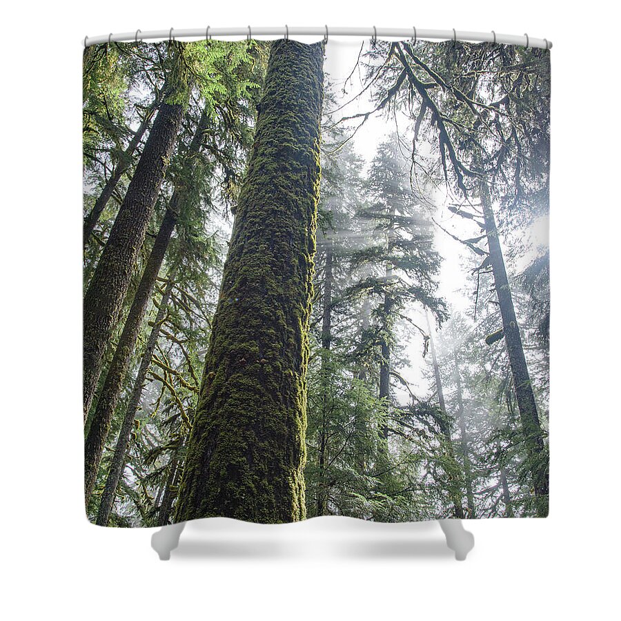 Majestic Forest Canopy In Olympic National Park Shower Curtain
