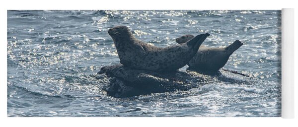 Seals Resting On Rocky Shoreline Yoga Mat