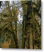 Moss-Covered Forest Trees Metal Print
