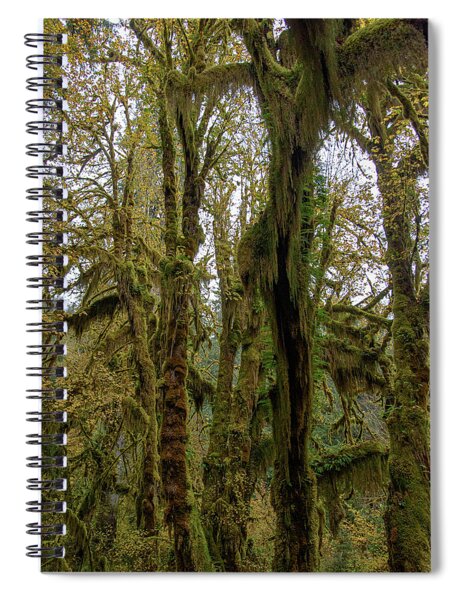 Moss-Covered Trees in a Dense Forest Spiral Notebook