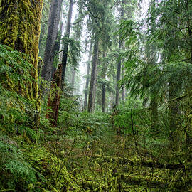 Misty Forest Silhouettes in Olympic National Park by Brandon Wichmann