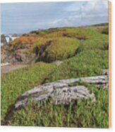 Coastal Landscape with Driftwood Wood Print