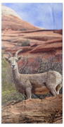 Big Horn Sheep In Zion National Park Beach Towel