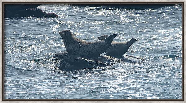 Seals Resting On Rocky Shoreline Framed Print