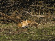 Peaceful Fox in Sunlit Meadow Jigsaw Puzzle by Brandon Wichmann