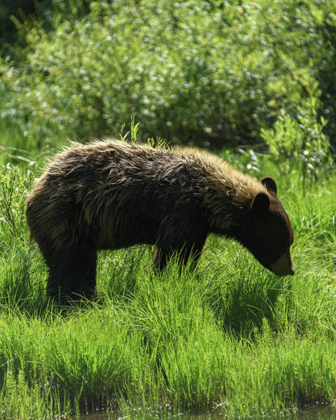 Solitary Bear In Grand Teton National Park Art Print