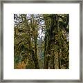 Moss-Covered Forest Trees Framed Print