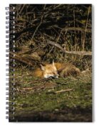 Peaceful Fox In Sunlit Meadow Spiral Notebook