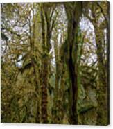 Moss-Covered Trees in a Dense Forest Canvas Print