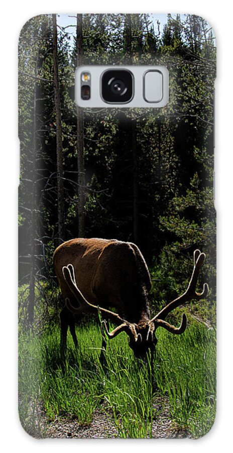 Elk Grazing In A Sunlit Forest In Grand Teton National Park Galaxy Case