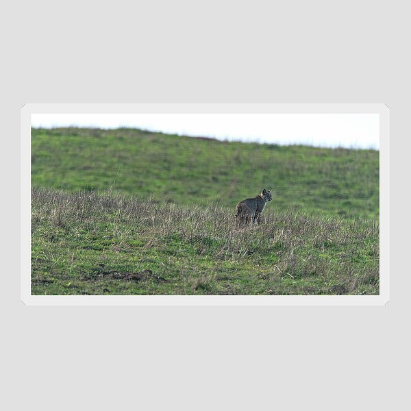 Bobcat in Grassy Field Sticker