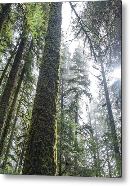 Majestic Forest Canopy In Olympic National Park Metal Print