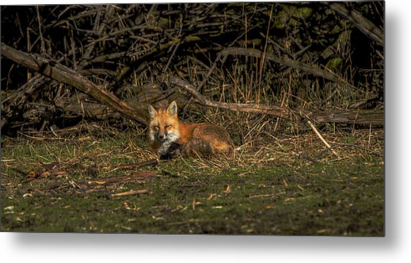 Fox Resting In Sunlit Clearing Metal Print