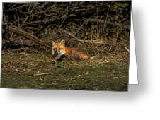 Fox Resting In Sunlit Clearing Greeting Card