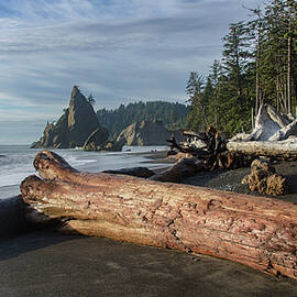 Driftwood on a Pebbled Beach by Brandon Wichmann