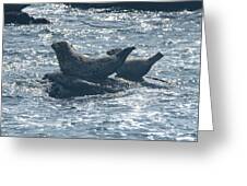 Seals Resting On Rocky Shoreline Greeting Card