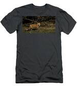 Fox In Sunlit Forest Clearing T-Shirt