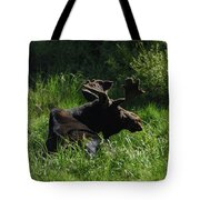 Moose Resting In Sunlit Meadow In Grand Teton National Park Tote Bag