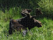 Moose Resting In Sunlit Meadow In Grand Teton National Park Jigsaw Puzzle