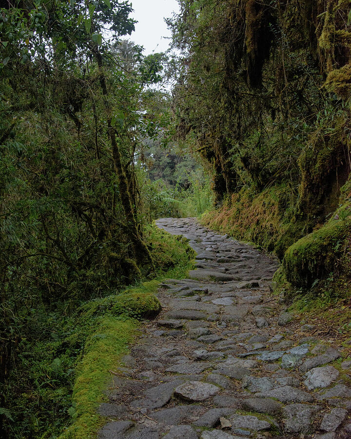Moss-Covered Path Through Lush Forest on the Inca Trail