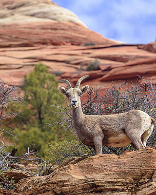 Nature Wall Art featuring the photograph Big Horn Sheep In Zion National Park by Brandon Wichmann