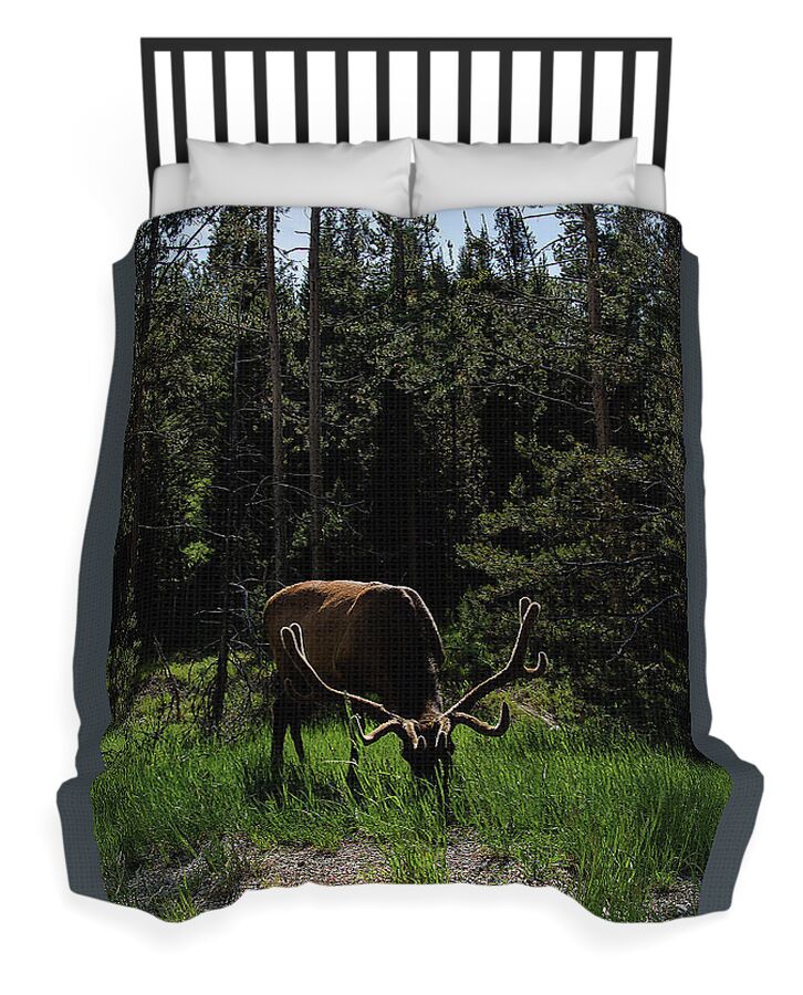 Elk Grazing In A Sunlit Forest In Grand Teton National Park Duvet Cover