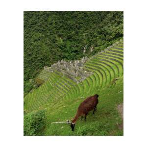 Winay Wayna with Grazing Llama by Brandon Wichmann Winay Wayna with Grazing Llama by Brandon Wichmann
