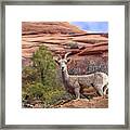 Big Horn Sheep In Zion National Park Framed Print