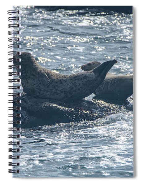 Seals Resting On Rocky Shoreline Spiral Notebook