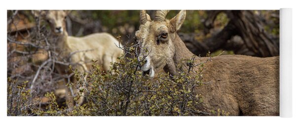 Mountain Goats in Natural Habitat Yoga Mat