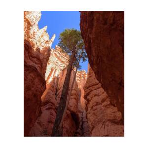 Tree Reaches Skyward in Bryce Canyon National Park by Brandon Wichmann Tree Reaches Skyward in Bryce Canyon National Park by Brandon Wichmann