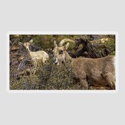 Bighorn Sheep in Zion National Park Sticker by Brandon Wichmann