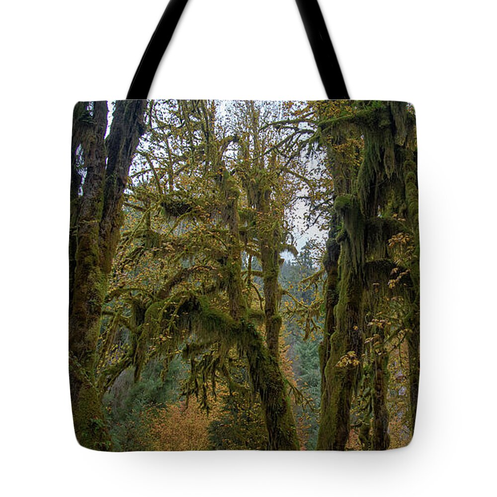 Moss-Covered Forest Trees Tote Bag