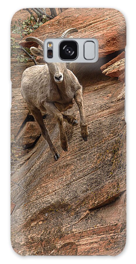 Big Horn Sheep Agile Descent In Zion National Park Galaxy Case