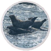 Seals Resting On Rocky Shoreline Round Beach Towel