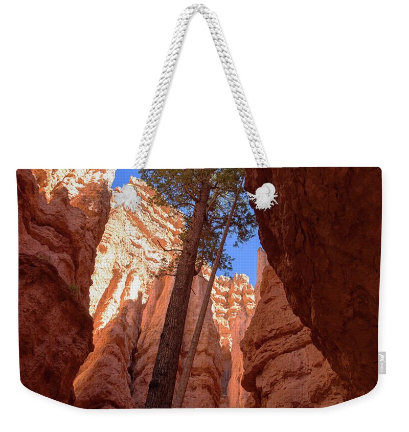 Tree Reaches Skyward In Bryce Canyon National Park Weekender Tote Bag